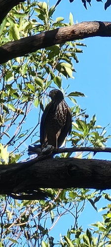 Brown Goshawk
