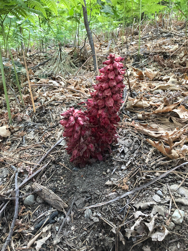 iNaturalist observation photo of Snowplant