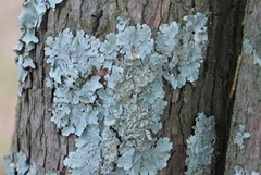 Crespoa crozalsiana