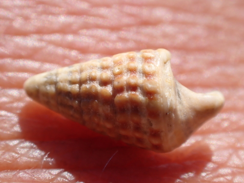 Cerithium coralium observed 2026-05-30