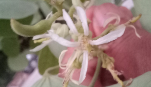 Bauhinia racemosa, photograph 6