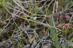 Pinguicula villosa