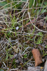 Pinguicula villosa