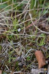 Pinguicula villosa