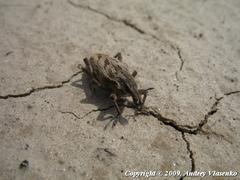 Coniocleonus excoriatus