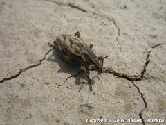 Coniocleonus excoriatus