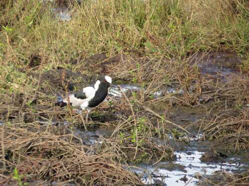 Blacksmith Lapwing