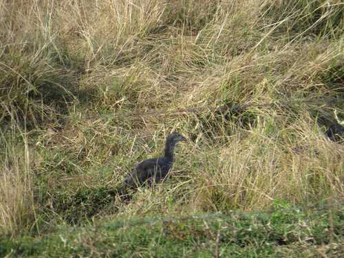 iNaturalist: (c) Joseph Heymans, some rights reserved (CC BY-NC), uploaded by Joseph Heymans iNaturalist image