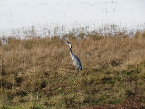 iNaturalist image