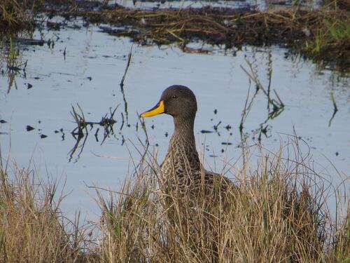 iNaturalist image