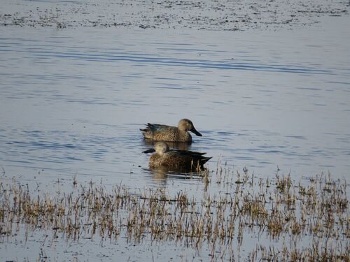 Cape Shoveler
