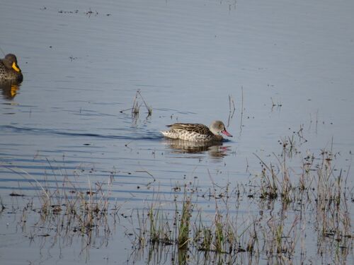 iNaturalist image