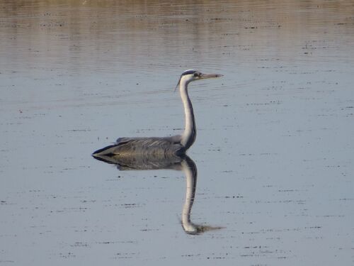Grey Heron