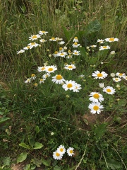 Tripleurospermum inodorum