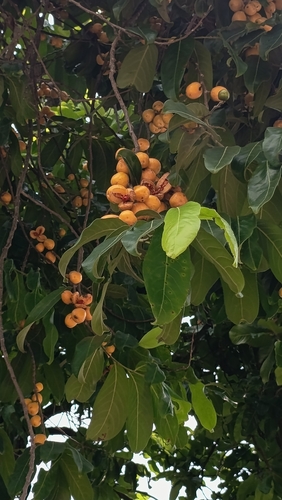 Casearia grewiifolia