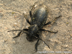 Dorcadion carinatum