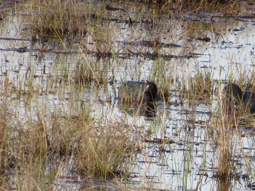 iNaturalist image