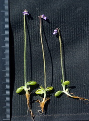Pinguicula villosa