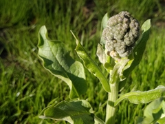 Solenanthus circinnatus