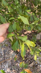 Gymnanthes lucida, photograph (c) Alex Doyle, some rights reserved (CC BY)