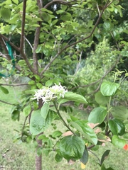 Chionanthus retusus