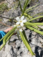 Plumeria alba, photograph (c) Alex Doyle, some rights reserved (CC BY)