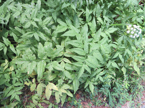 Cicuta douglasii, photograph 4