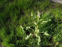 Solenanthus circinnatus