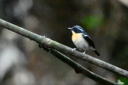 Ficedula dumetoria observed 2026-05-11