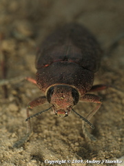 Perotis lugubris