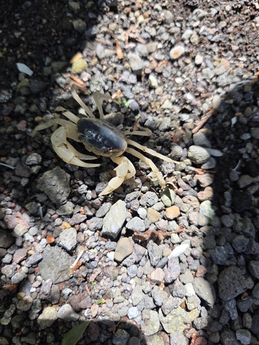 Japanese Freshwater Crab