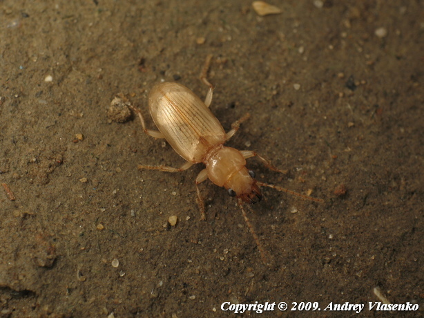 Cardiaderus