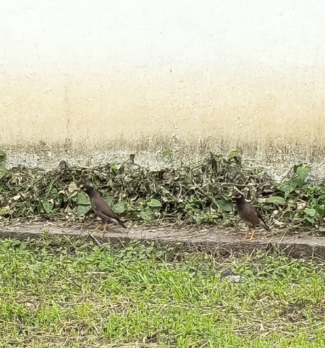 Common Myna