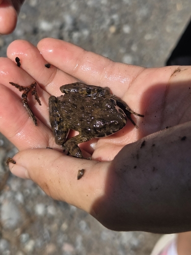 Wrinkled Frog