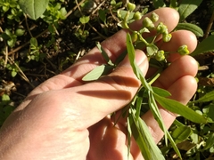 Gymnospermium altaicum