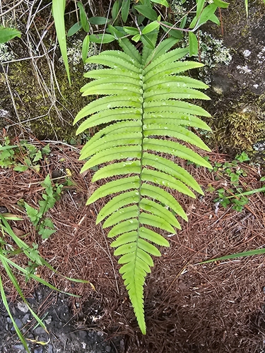 Dryopteris cycadina observed 2026-05-30