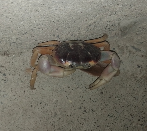 Halloween Crab (Hartnollius quadratus)