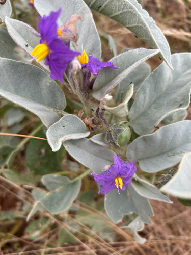 Australian wild tomato