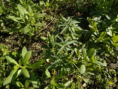 Gymnospermium altaicum