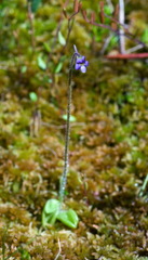 Pinguicula villosa