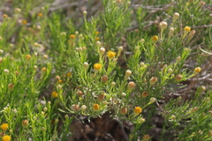 Pulicaria glutinosa