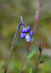 Pinguicula villosa