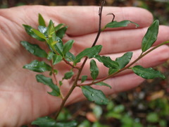 Diospyros simii