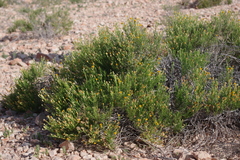 Pulicaria glutinosa