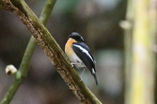 Ficedula dumetoria observed 2026-05-11