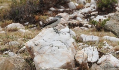 Muscisaxicola rufivertex