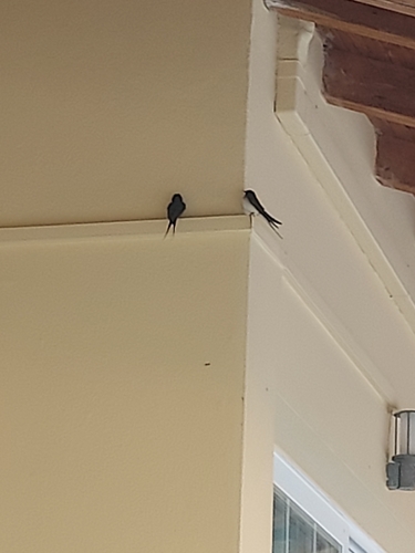 Barn Swallow