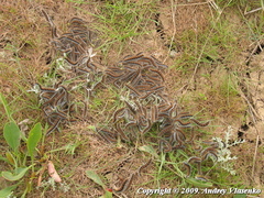 Malacosoma castrense