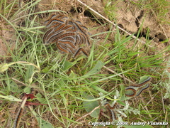 Malacosoma castrense