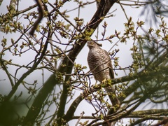 Accipiter nisus